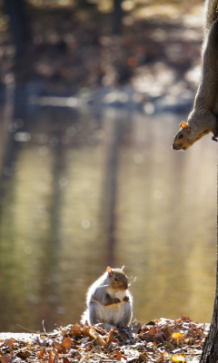 Обои Squirrel At Lake 240x400