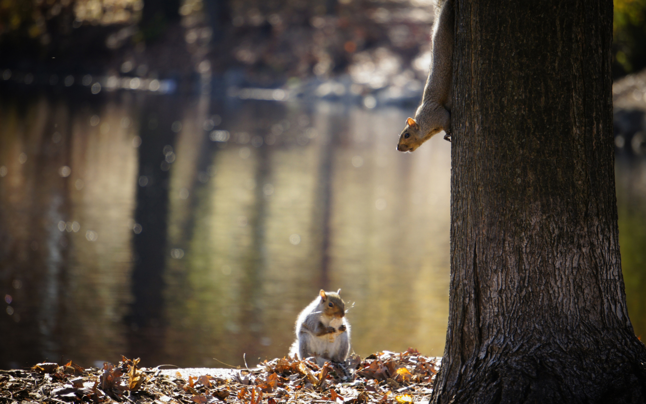 Das Squirrel At Lake Wallpaper 2560x1600
