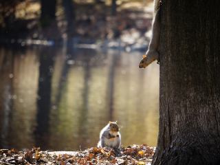 Das Squirrel At Lake Wallpaper 320x240