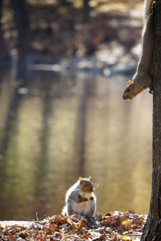 Das Squirrel At Lake Wallpaper 320x480