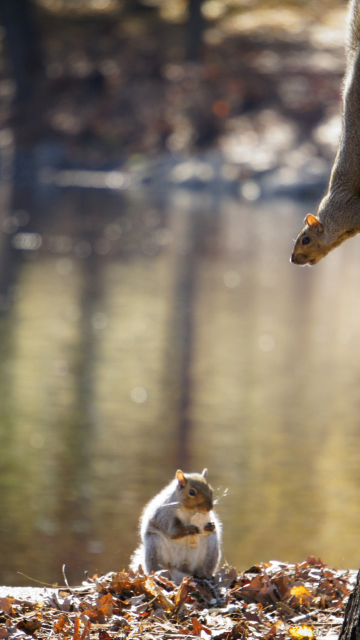 Squirrel At Lake screenshot #1 360x640