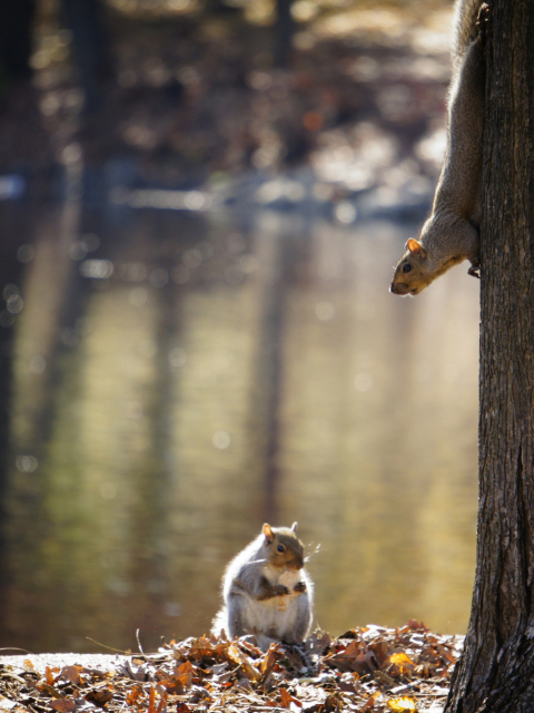 Обои Squirrel At Lake 480x640