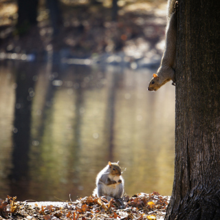 Kostenloses Squirrel At Lake Wallpaper für iPad mini 2