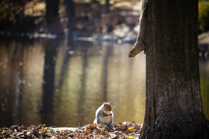 Das Squirrel At Lake Wallpaper