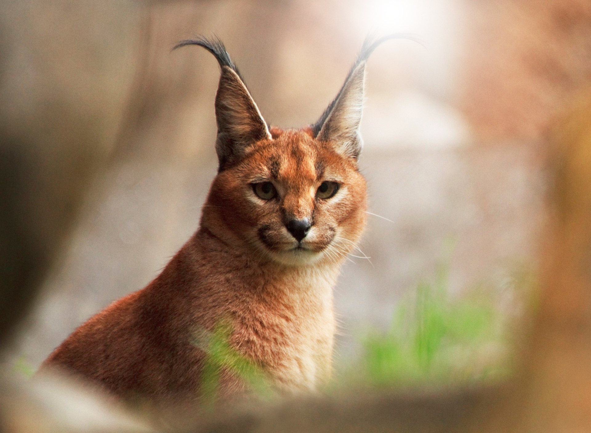 Lynx Close Up screenshot #1 1920x1408