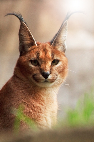 Lynx Close Up wallpaper 320x480