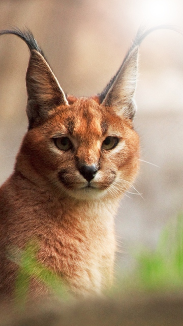 Lynx Close Up wallpaper 360x640