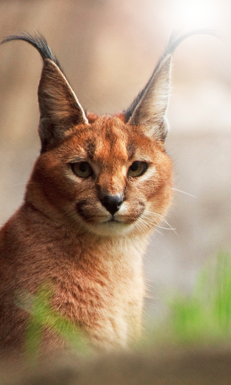 Lynx Close Up screenshot #1 768x1280