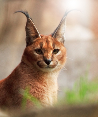 Lynx Close Up - Obrázkek zdarma pro Nokia C2-00