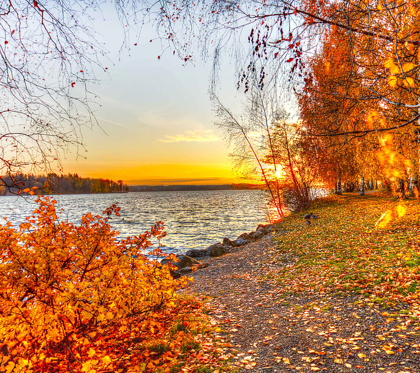 Fondo de pantalla Autumn Trees By River 1440x1280