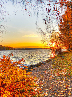 Autumn Trees By River wallpaper 240x320