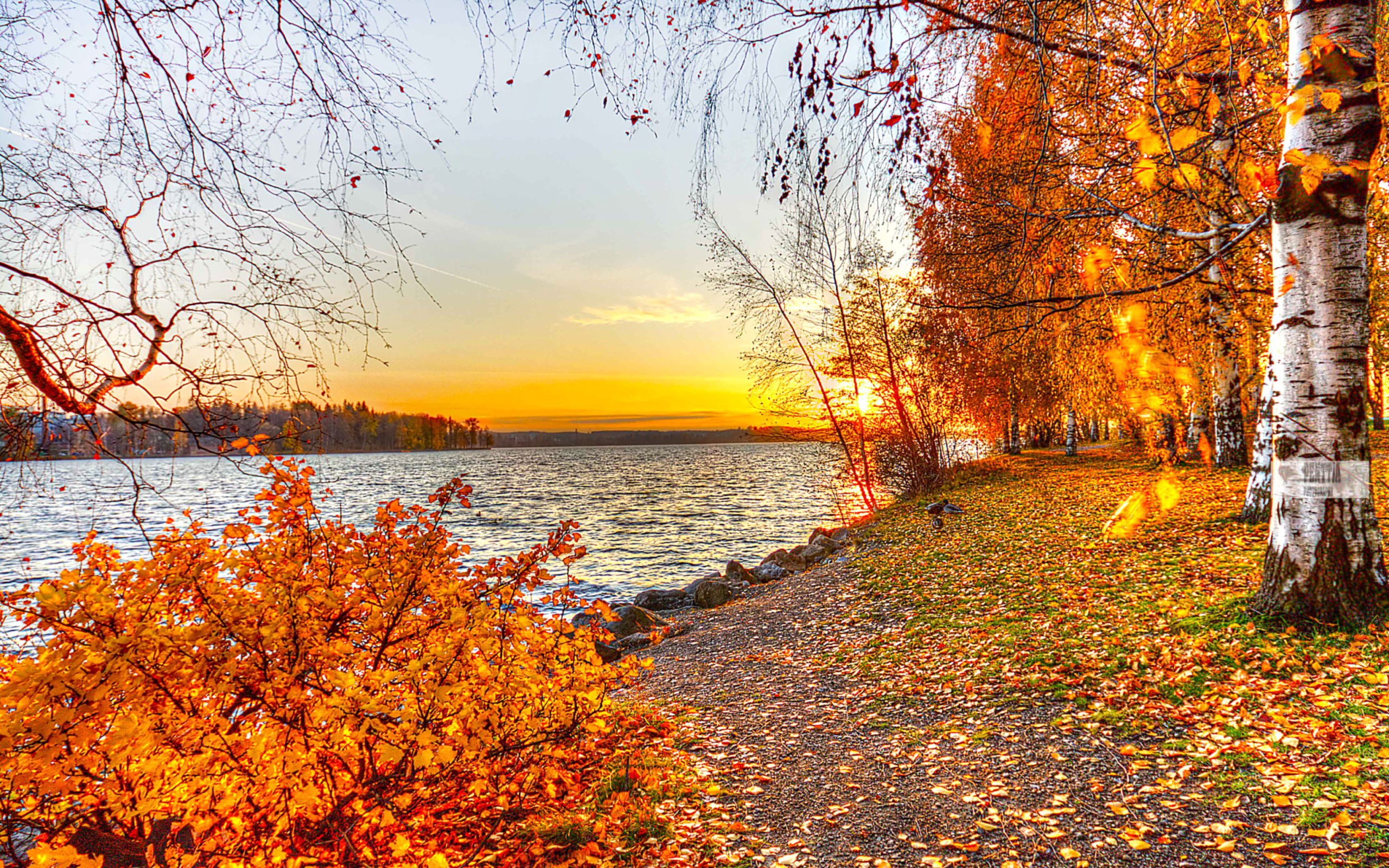 Autumn Trees By River wallpaper 2560x1600