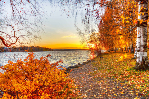 Screenshot №1 pro téma Autumn Trees By River 480x320