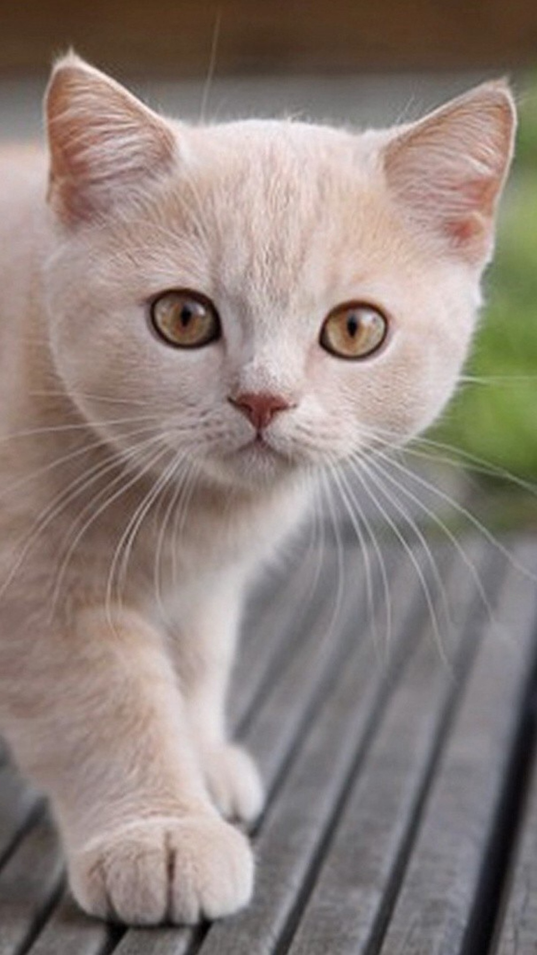 Sfondi Cute Light Brown Cat 1080x1920
