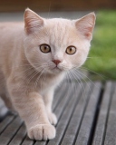 Cute Light Brown Cat screenshot #1 128x160
