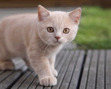 Cute Light Brown Cat screenshot #1 220x176