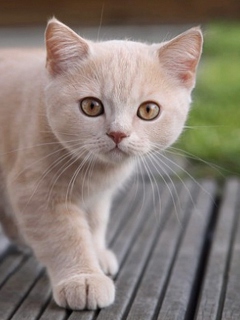 Cute Light Brown Cat screenshot #1 240x320