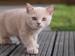 Cute Light Brown Cat screenshot #1 320x240