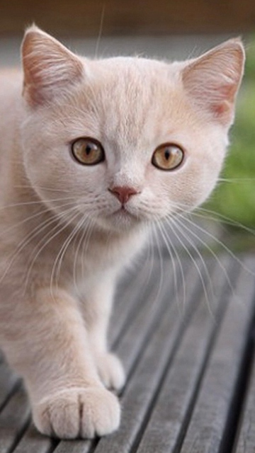 Fondo de pantalla Cute Light Brown Cat 360x640