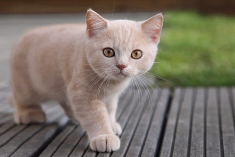 Cute Light Brown Cat screenshot #1 480x320