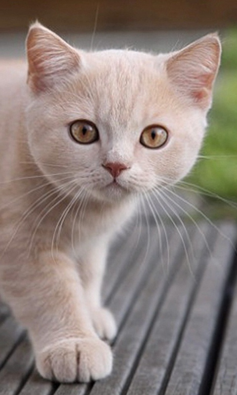 Cute Light Brown Cat screenshot #1 480x800