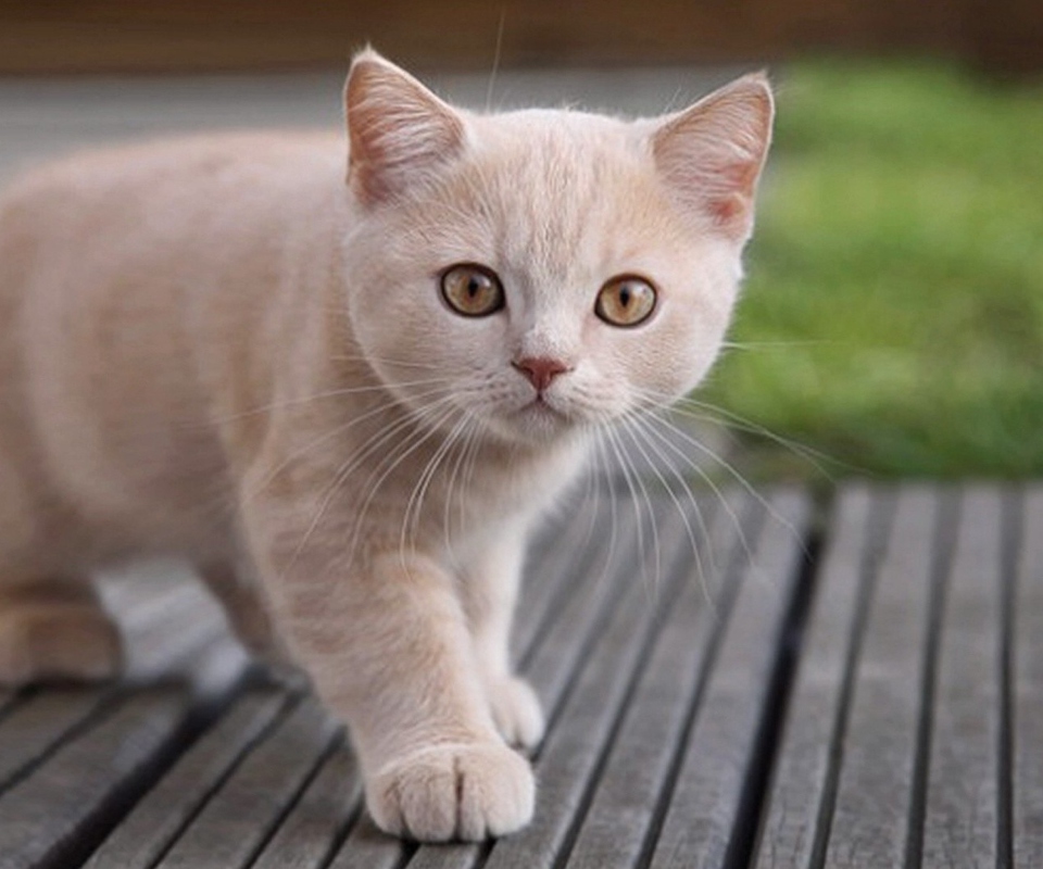 Cute Light Brown Cat screenshot #1 960x800