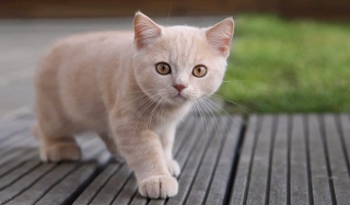 Cute Light Brown Cat sfondi gratuiti per cellulari Android, iPhone, iPad e desktop