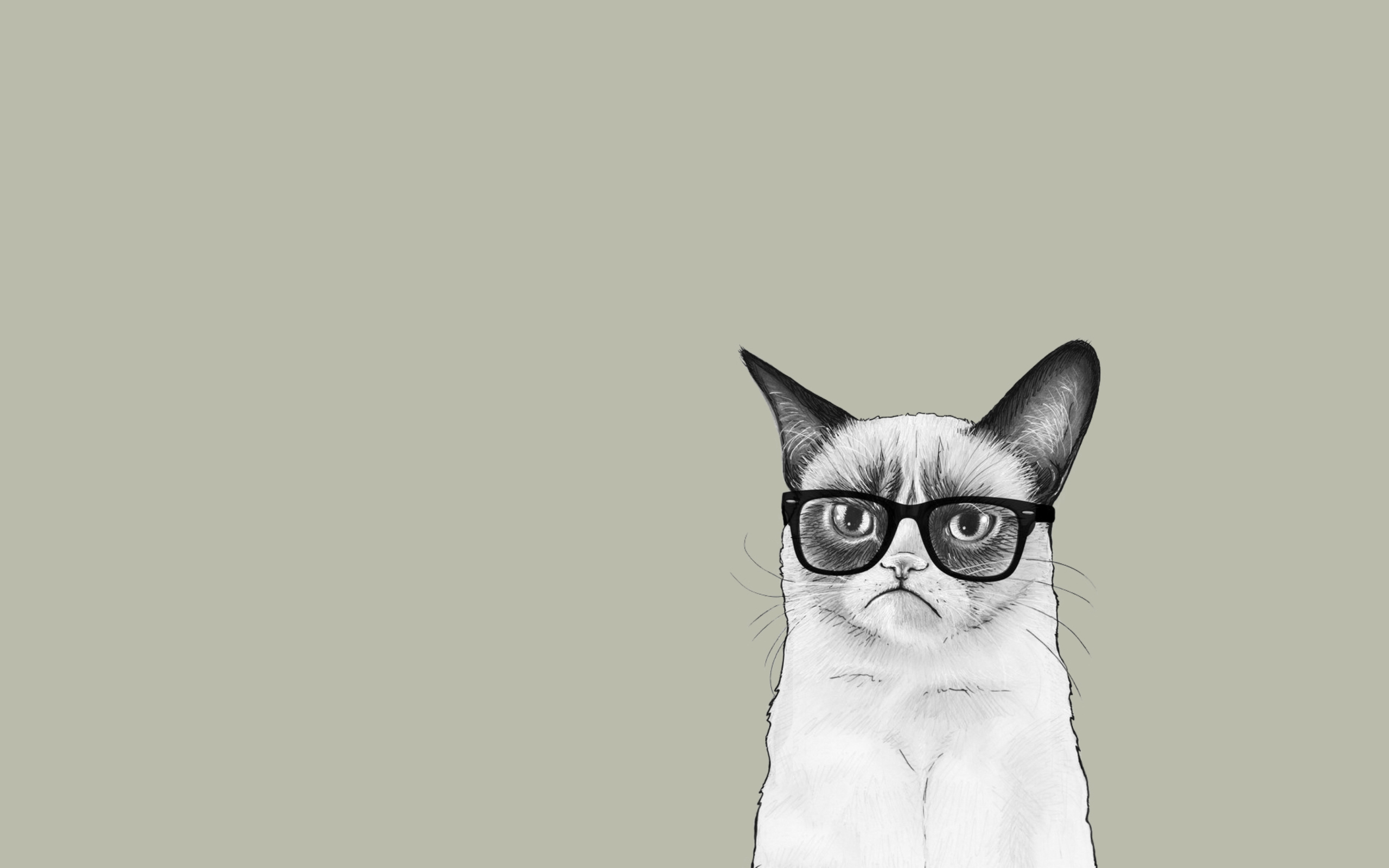 Grumpy Cat wallpaper 2560x1600