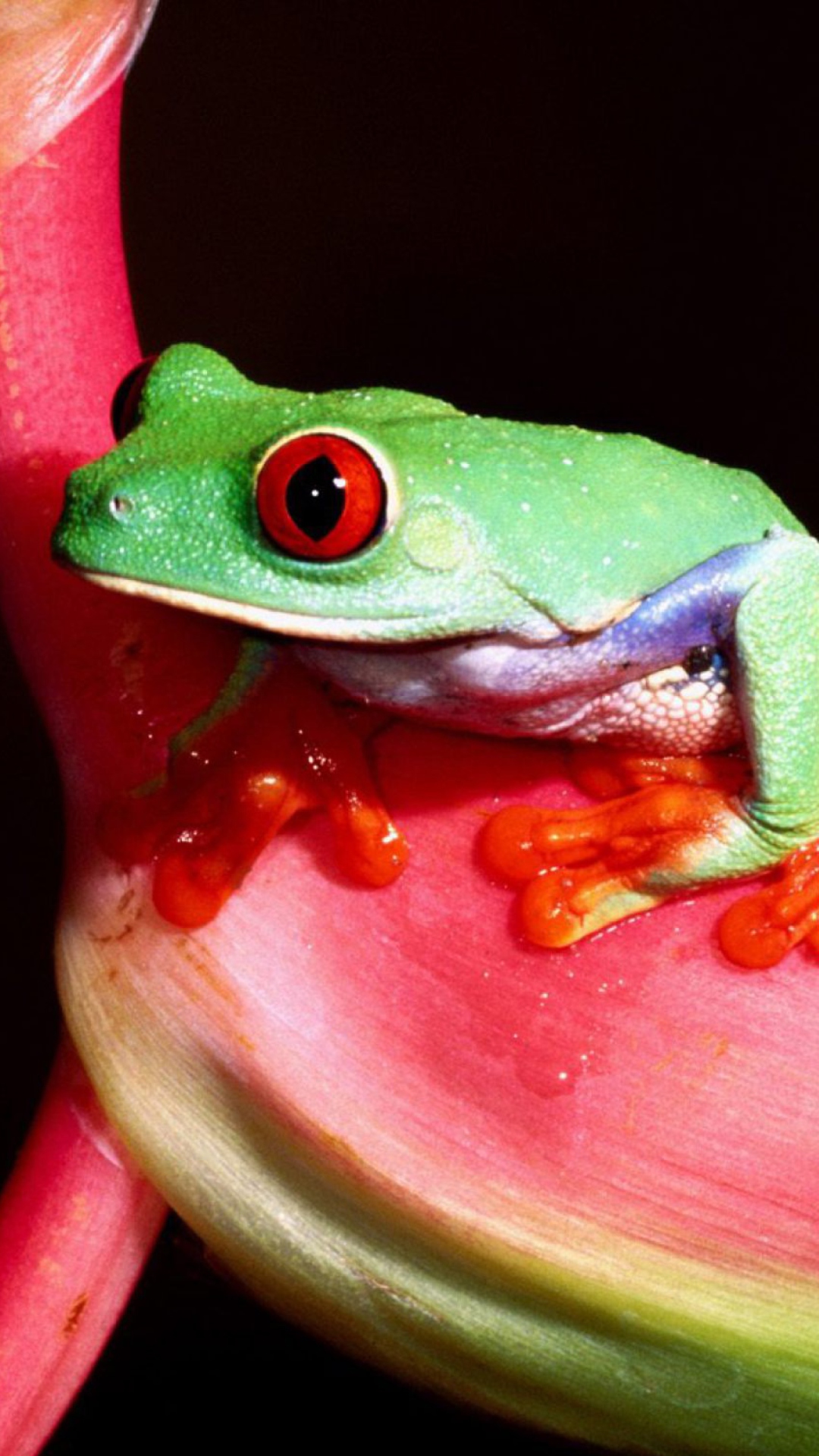 Das Green Little Frog Wallpaper 1080x1920