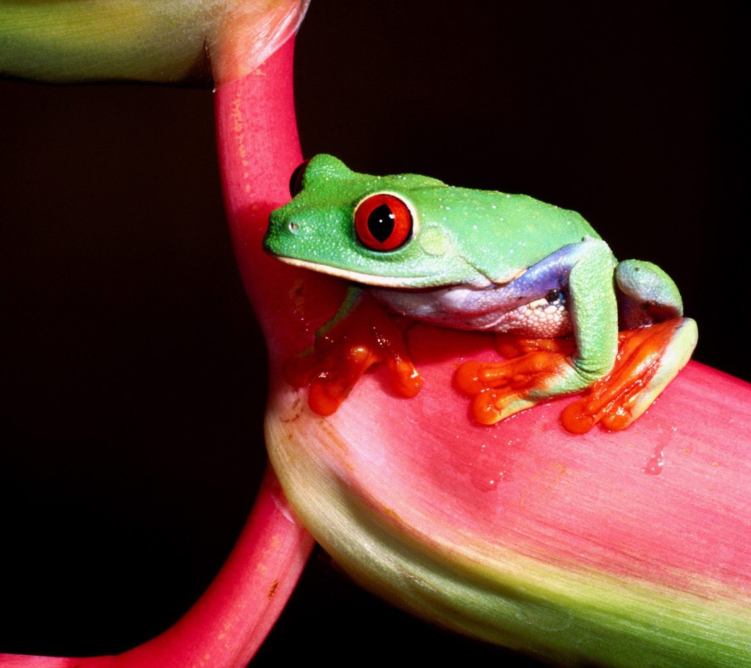 Green Little Frog wallpaper 1080x960