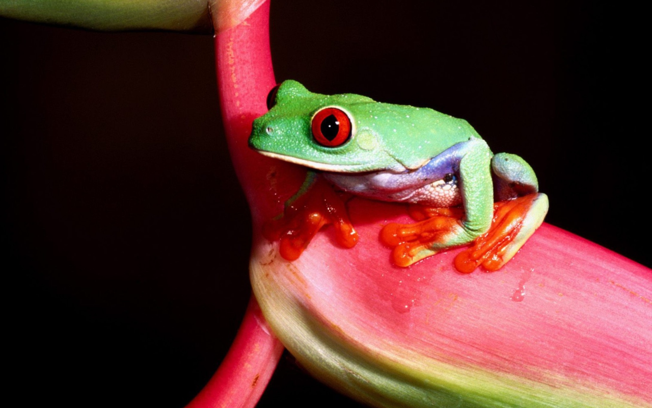 Green Little Frog wallpaper 1280x800