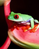Sfondi Green Little Frog 128x160
