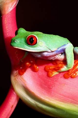 Green Little Frog wallpaper 320x480