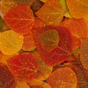 Sfondi Autumn leaves with rain drops 128x128