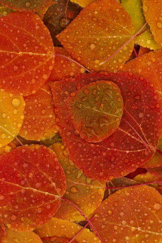 Fondo de pantalla Autumn leaves with rain drops 320x480