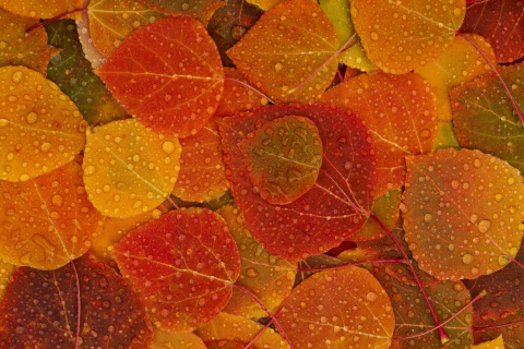 Обои Autumn leaves with rain drops 480x320