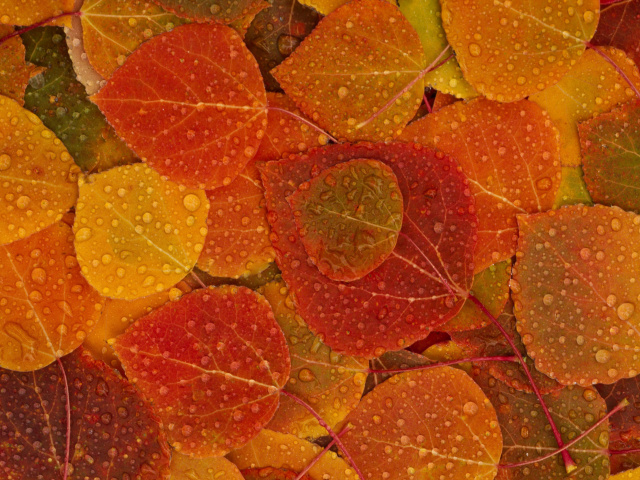 Обои Autumn leaves with rain drops 640x480