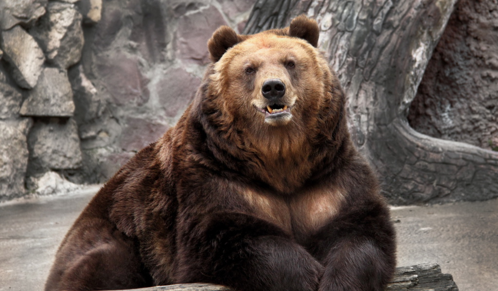 Das Bear in Zoo Wallpaper 1024x600