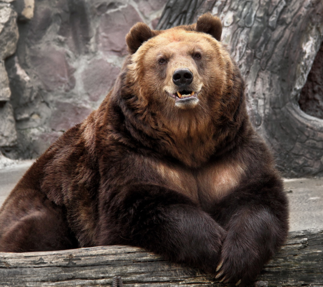 Das Bear in Zoo Wallpaper 1080x960