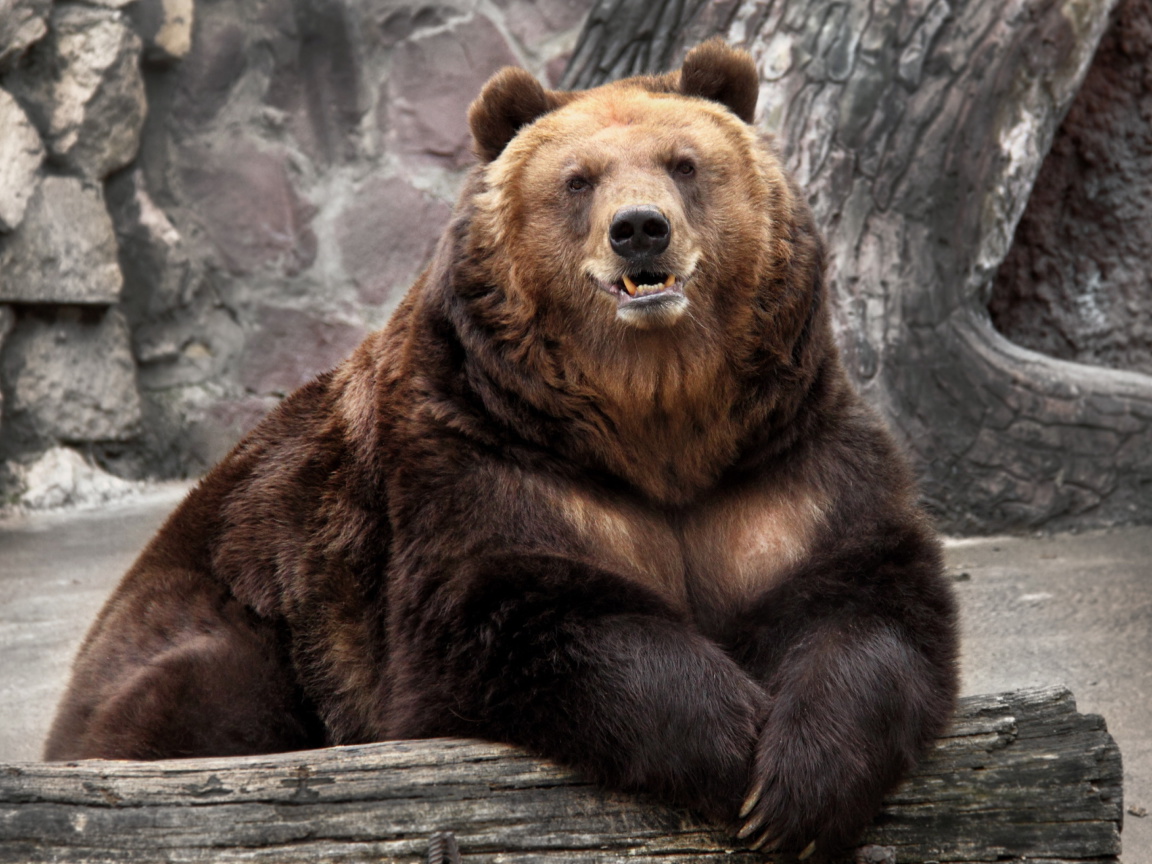 Fondo de pantalla Bear in Zoo 1152x864