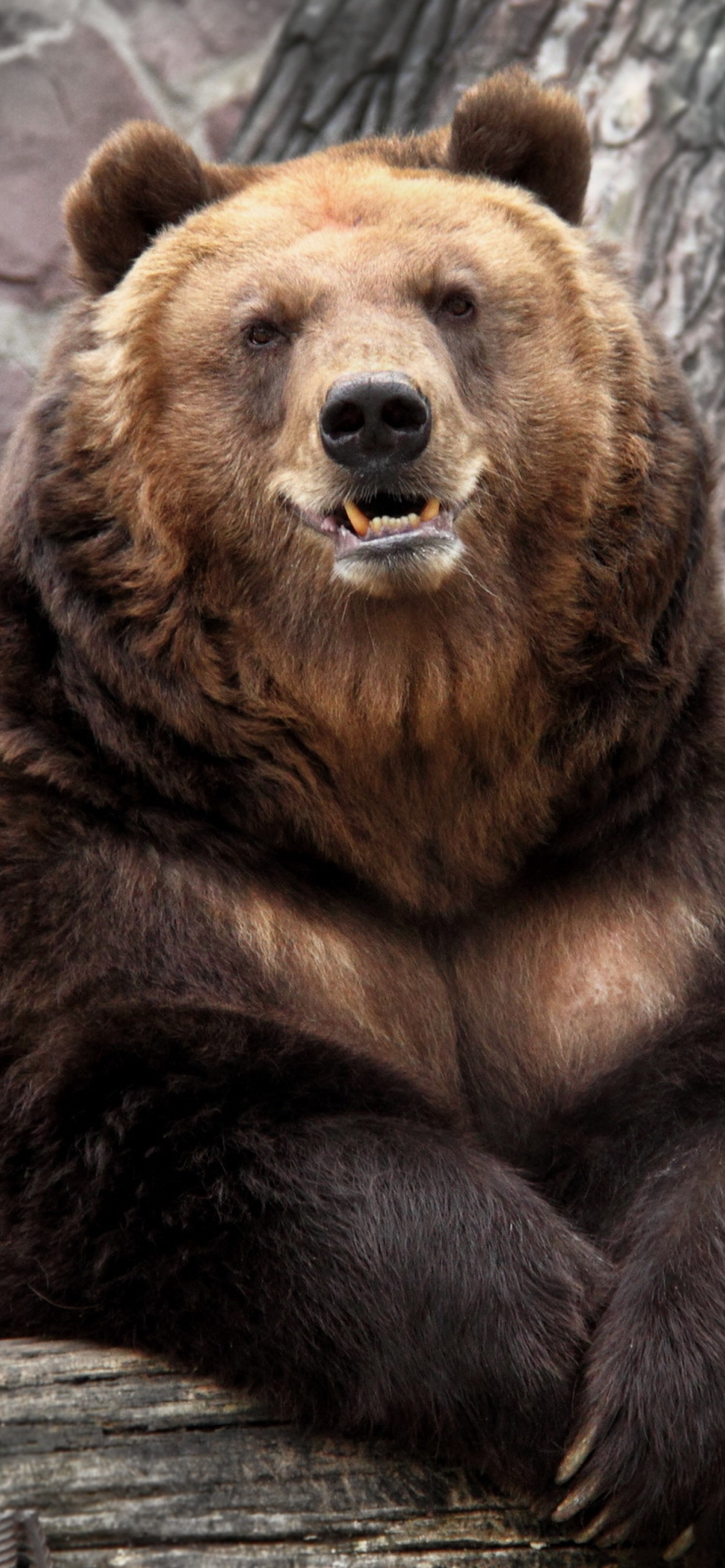 Sfondi Bear in Zoo 1170x2532