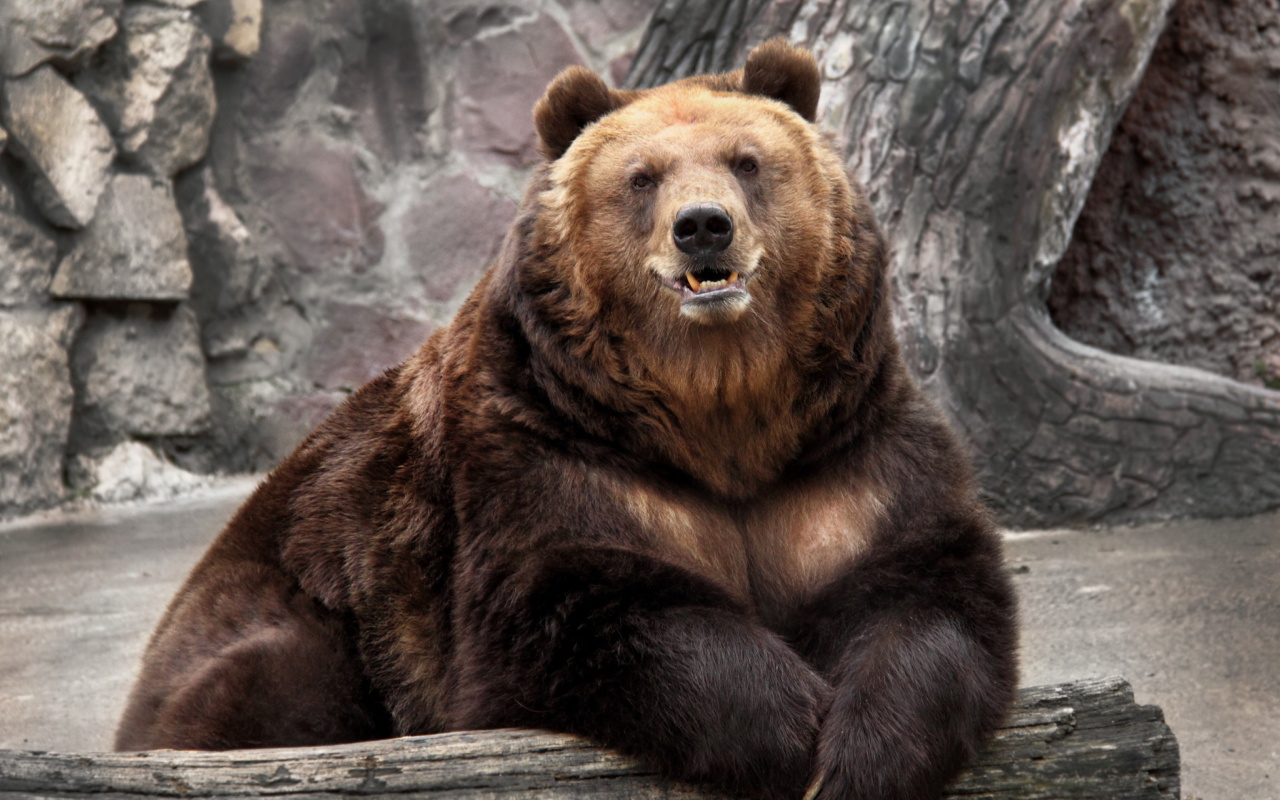 Fondo de pantalla Bear in Zoo 1280x800