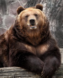 Fondo de pantalla Bear in Zoo 128x160