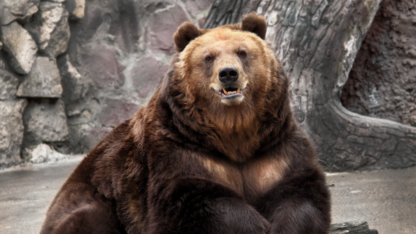 Fondo de pantalla Bear in Zoo 1366x768