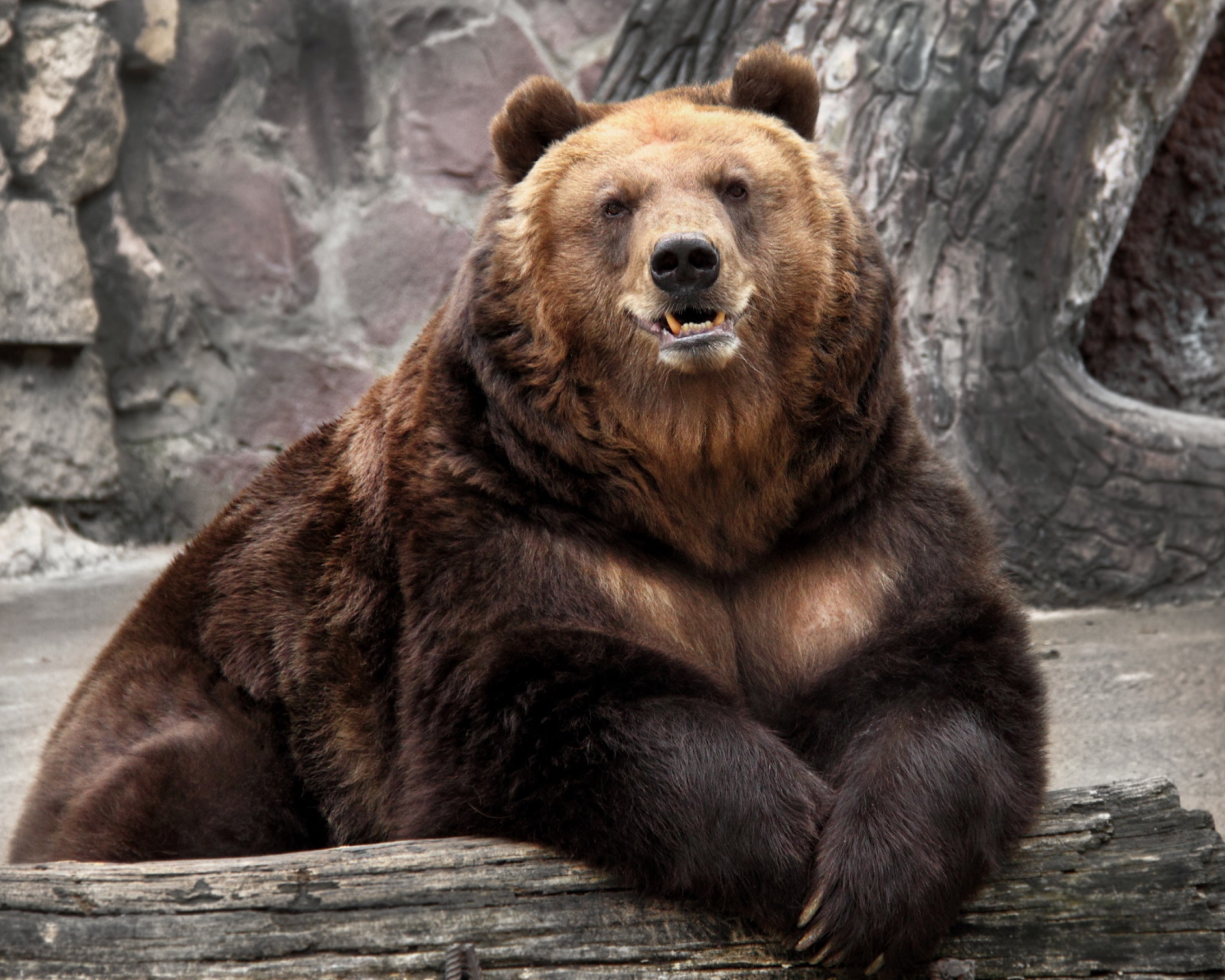 Bear in Zoo wallpaper 1600x1280