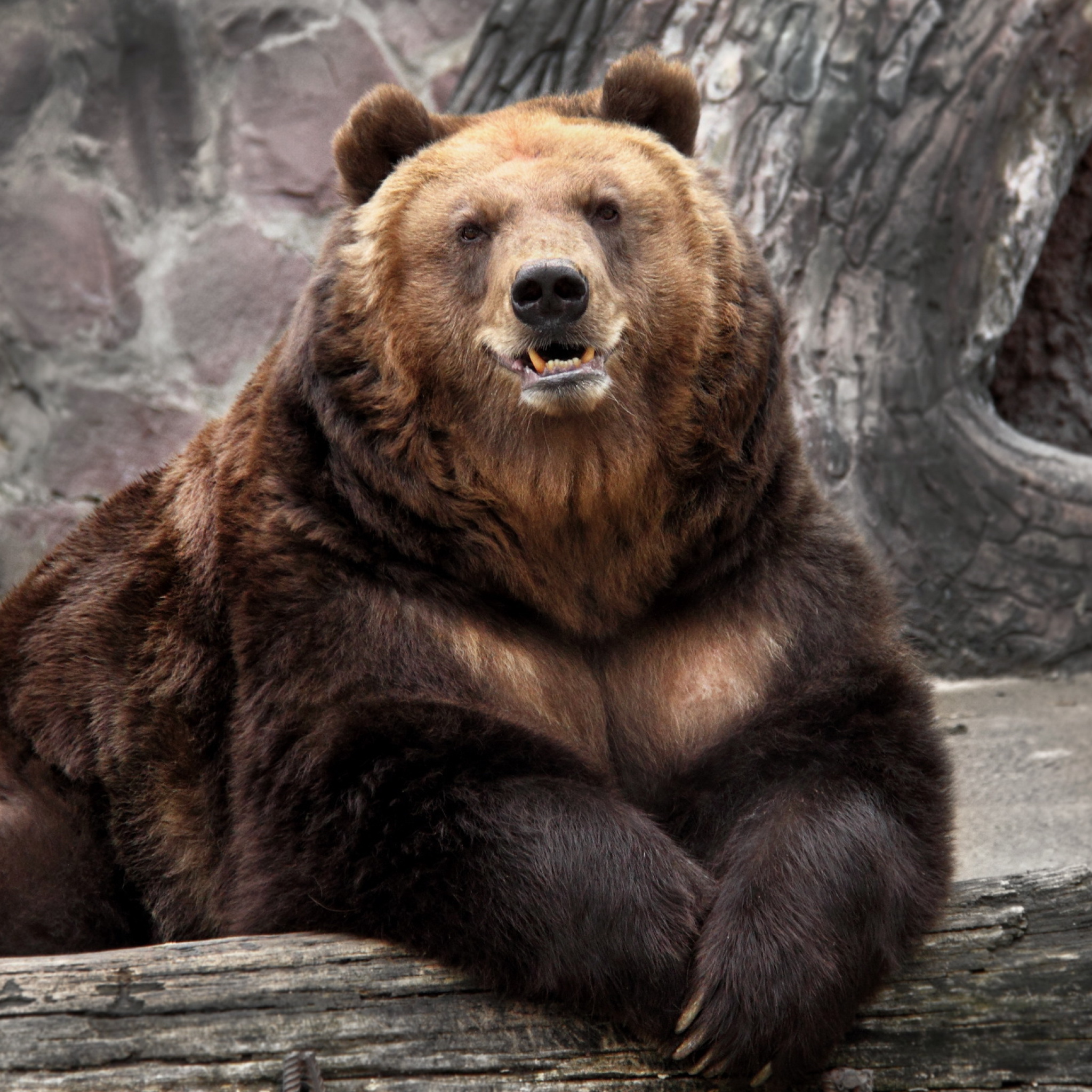 Fondo de pantalla Bear in Zoo 2048x2048