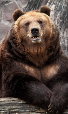 Das Bear in Zoo Wallpaper 240x400