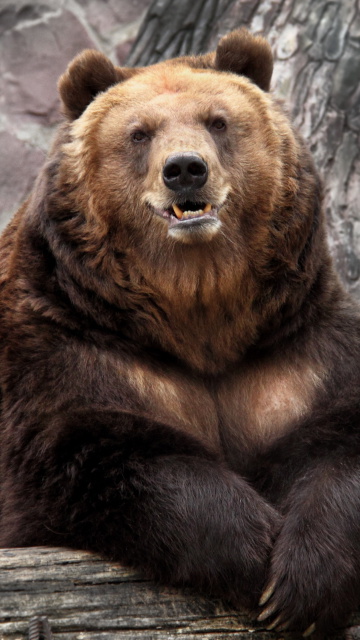 Fondo de pantalla Bear in Zoo 360x640
