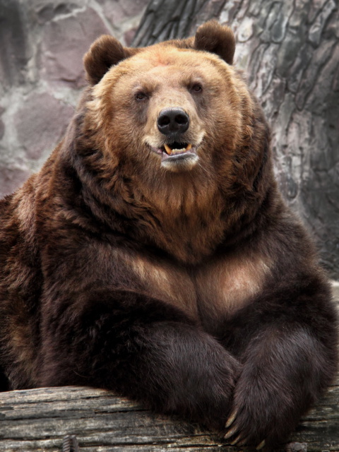 Bear in Zoo wallpaper 480x640