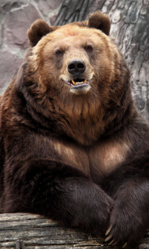 Das Bear in Zoo Wallpaper 480x800